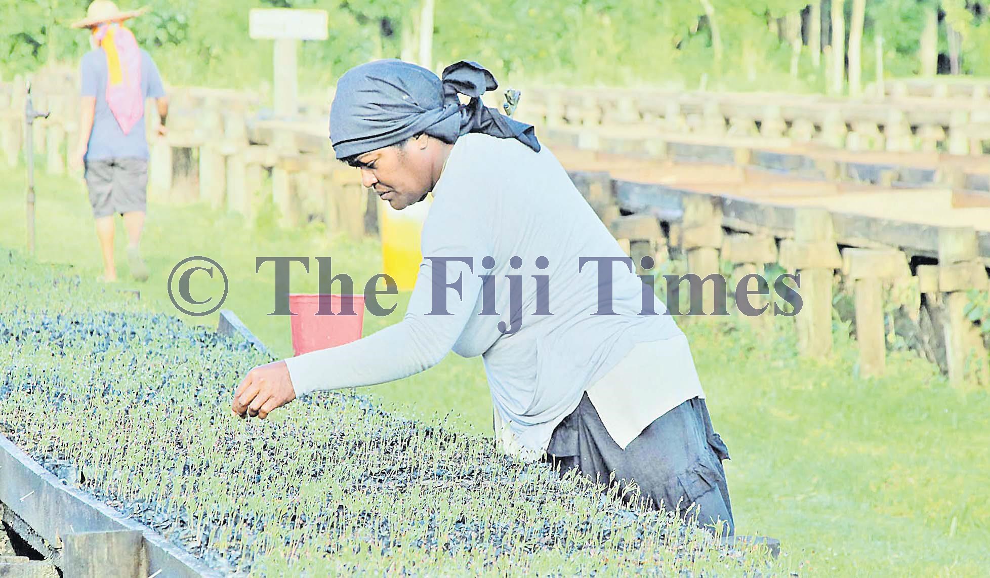 The Fiji Times » Fiji Pine: 2 million trees planted in 2020 - Vimarsana News