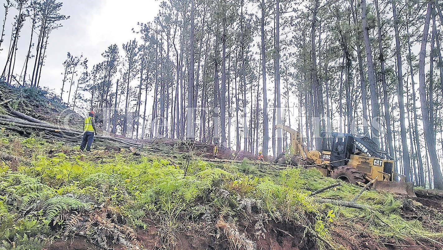The Fiji Times » Firm says it owns overplanted areas - Vimarsana News