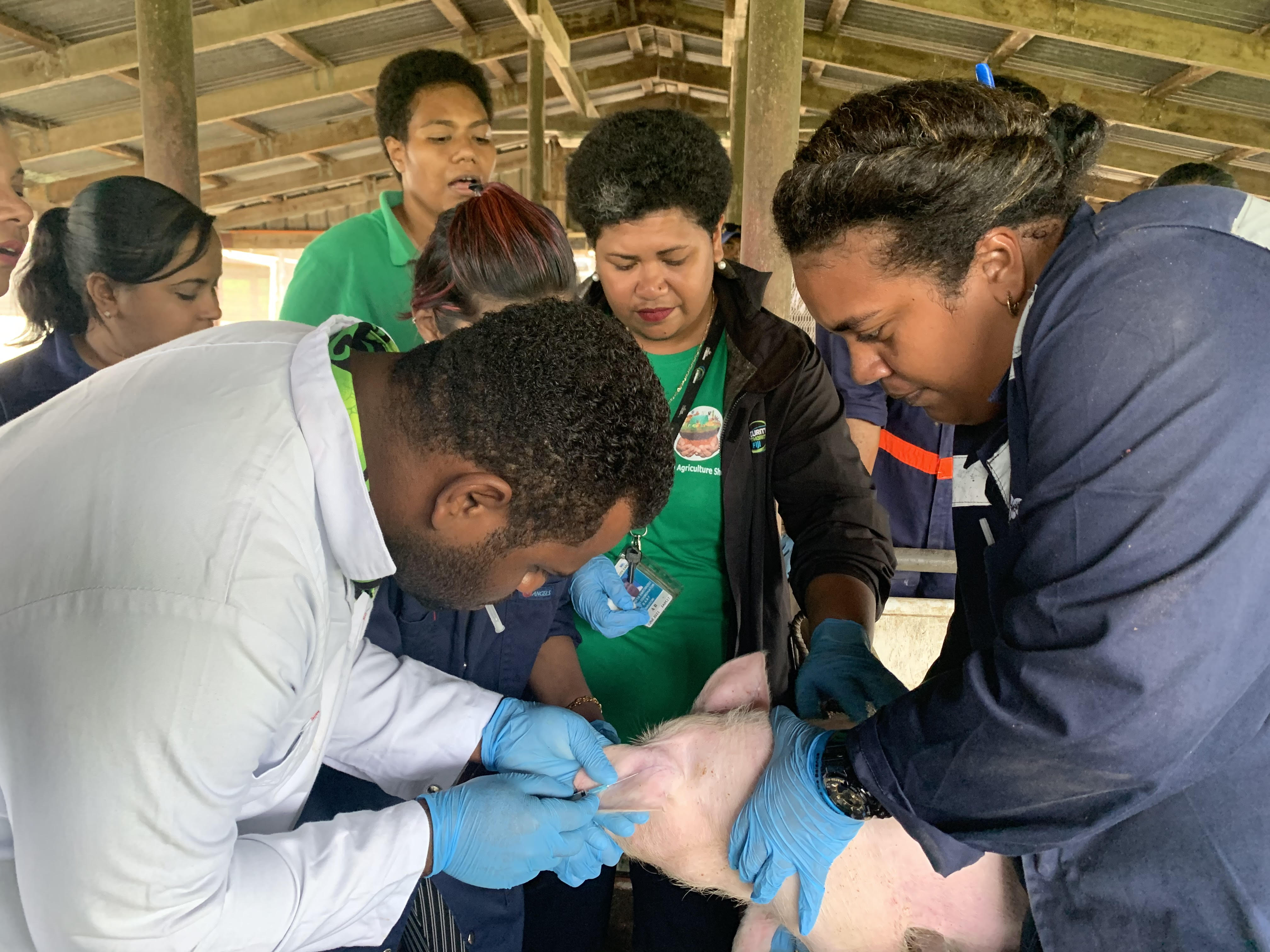The Fiji Times » Preparedness against possible outbreak of African Swine Fever - Vimarsana News