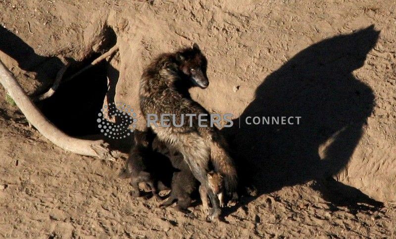 The Fiji Times » Idaho lawmakers pass bill to kill most of state's wolf population - Vimarsana News