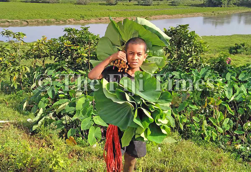 The Fiji Times » Boy earns money from back yard farm - Vimarsana News