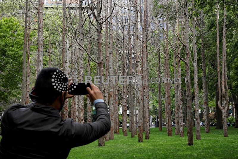 The Fiji Times » In New York, artist Maya Lin's 'Ghost Forest' warns on rising sea water - Vimarsana News