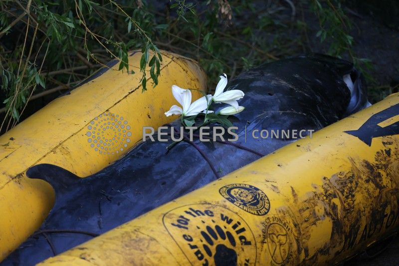 The Fiji Times » Minke whale calf put down after getting stranded in London - Vimarsana News