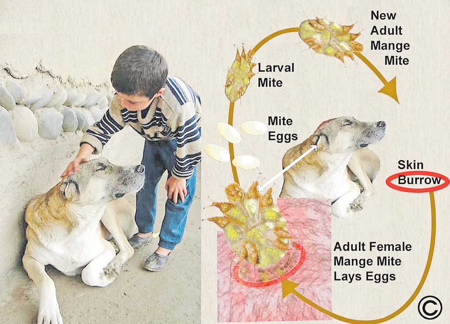 Can Dogs Pass Mites To Humans