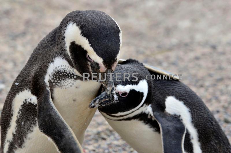 The Fiji Times »Ученые раскрывают историю «смехотворно очаровательных» пингвинов