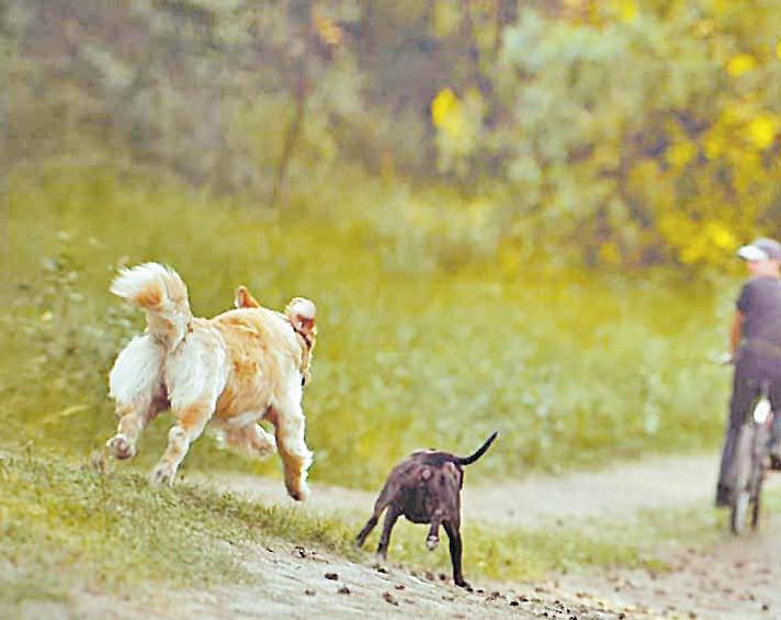 Why Dogs Bite Their Tails