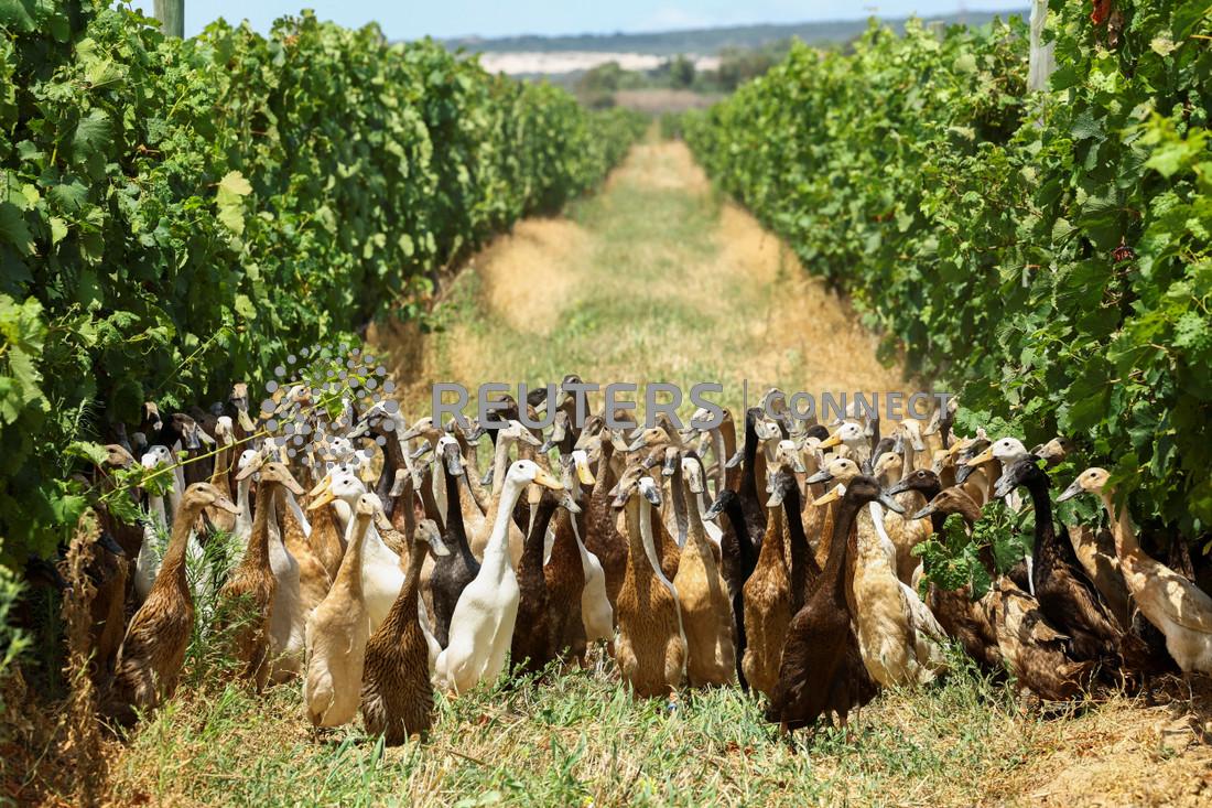 The Fiji Times » Army of pestmunching ducks keep South African vineyard blooming