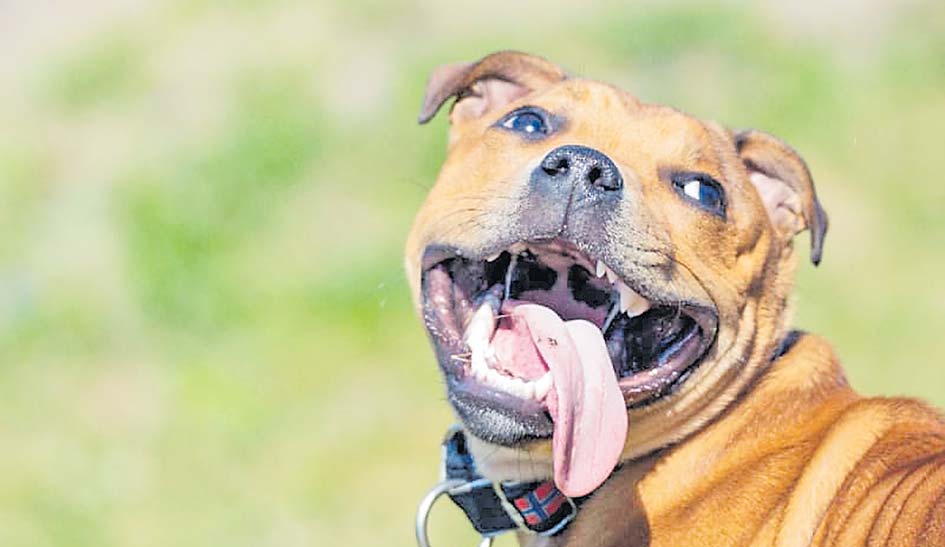 Are Cats Supposed To Pant Like Dogs