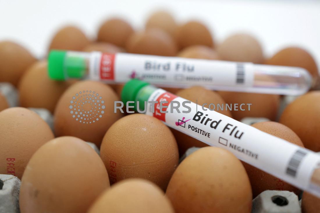 S.Africa’s RCL Foods culls 410,000 chickens amid bird flu outbreak S.Africa’s RCL Foods culls 410,000 chickens amid bird flu outbreak
